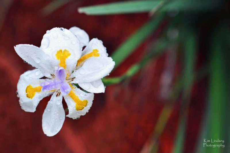 Flower after the rain