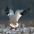 © Thomas A. Statas PhotoID # 13641821: