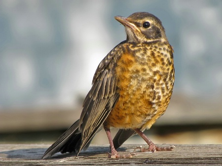 A Young Robin
