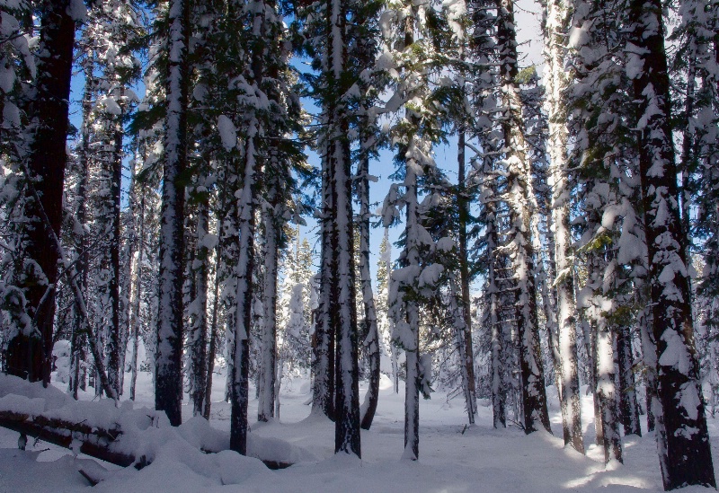 Wintery woods
