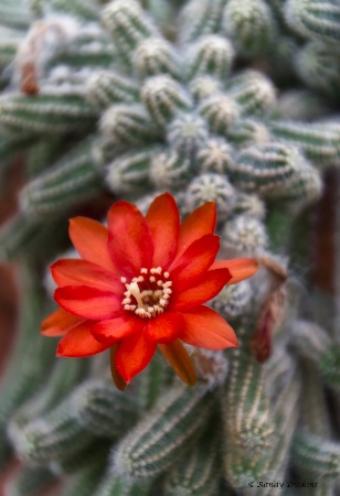 Prickly Beauty