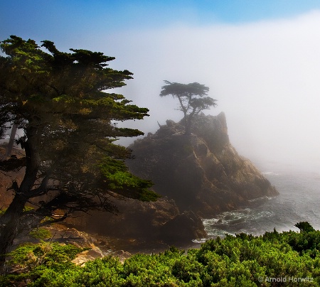 Lone Cypress in the Mist