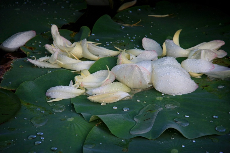 Lotus petals