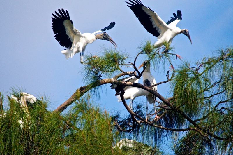 Wood-Stork Squabble