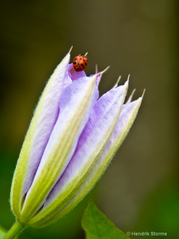 on the flower