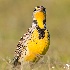 © Leslie J. Morris PhotoID # 13643539: Western Meadowlark