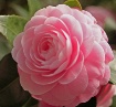 Camellia