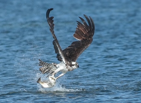 Osprey with Speckled Trout!