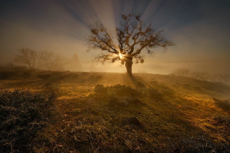 Rays of Light