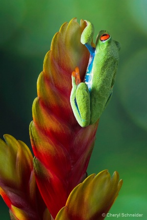 Red-Eyed Tree Frog 1213