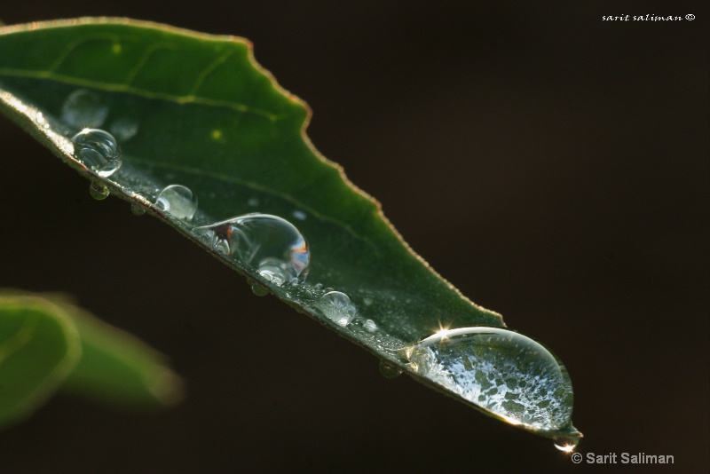macro water droplets on leaf 
