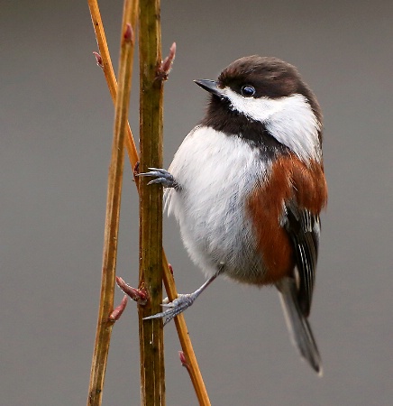 Watchful Chickadee