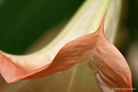 Angel Trumpet #2