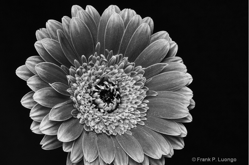 Gerbera Black and White