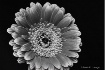 Gerbera Black and...