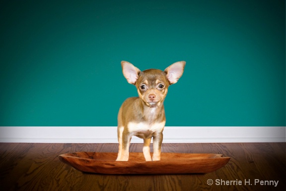 Chihuahua Pup SAMPLE of how to use the Wood Floors