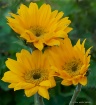 new sunflowers