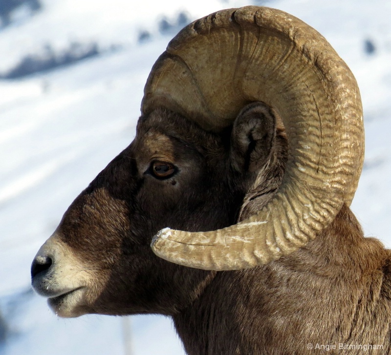 Close up of a big horn sheep