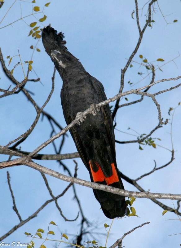 Red-tailed Black-Cockatoo (Calyptorhynchus banksii