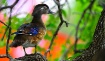 Wood Duck
