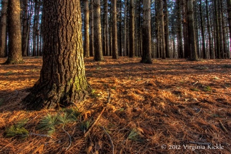 Pine Forest