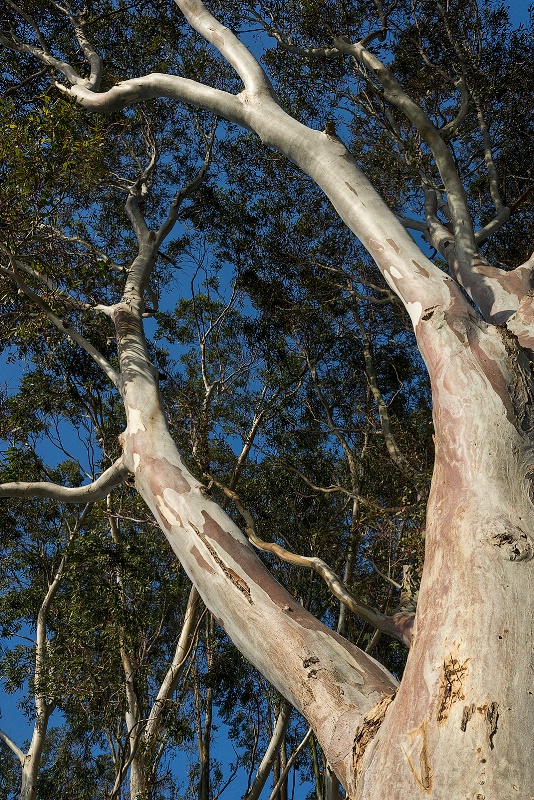 "Itness" of Eucalyptus 2