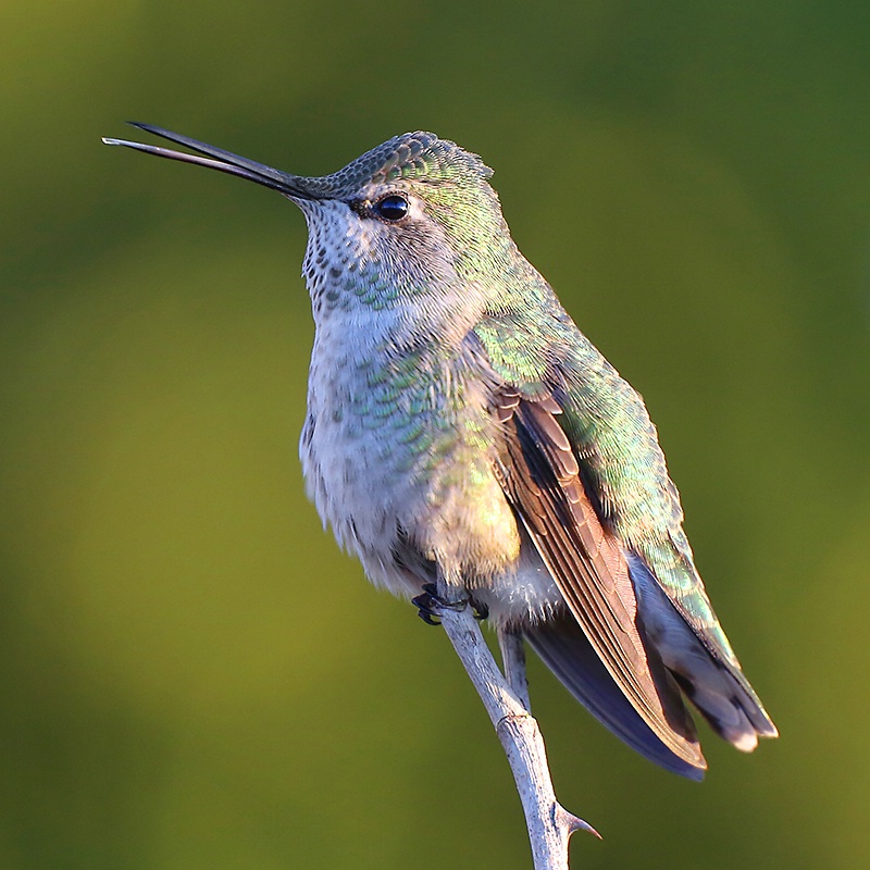 Singing Anna's Hummingbird - ID: 13645572 © Janine Russell