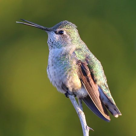 Singing Anna's Hummingbird