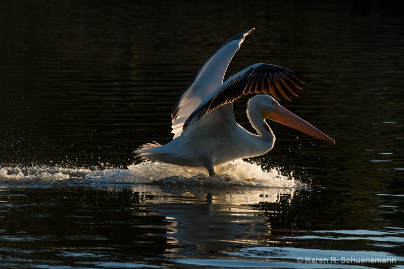 Backlit Pelican