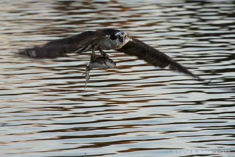 Osprey