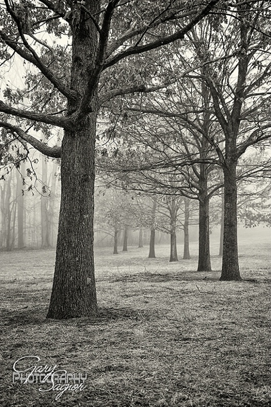 Local Park B&W