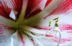 Peppermint