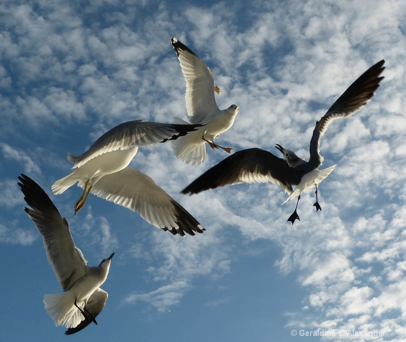 Seagulls in Flight 2