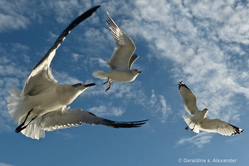 Seagulls in Flight