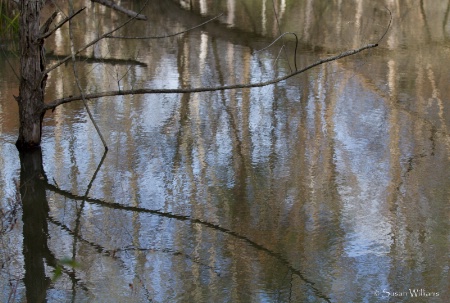 Reflections at The Marsh