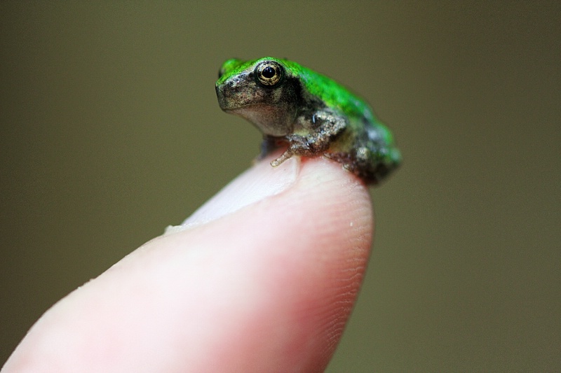 Baby Green Frog