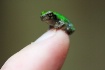 Baby Green Frog