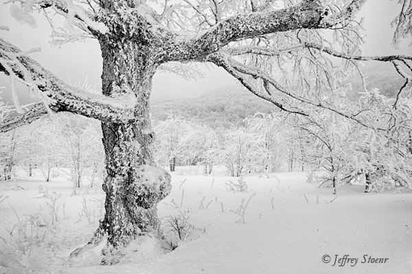 Winter White