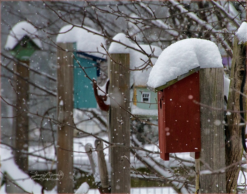 Bird Houses