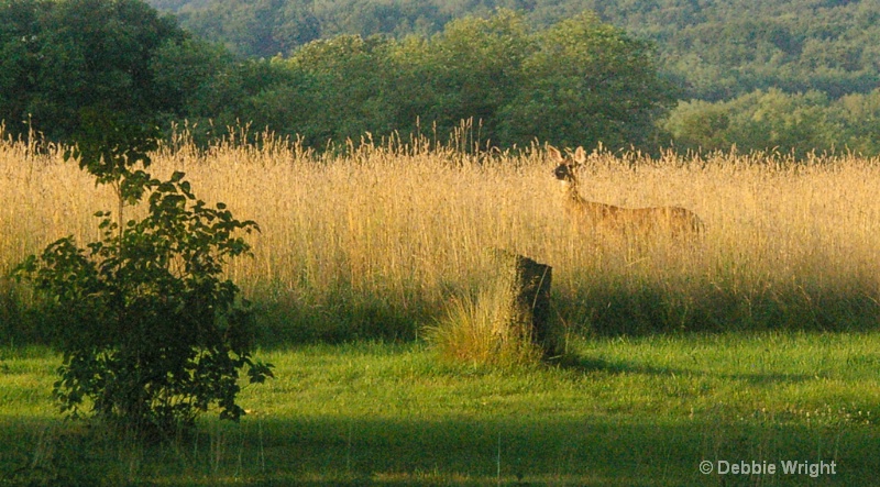 Deer in the Field - ID: 13648117 © deb Wright