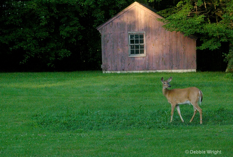 Deer - ID: 13648118 © deb Wright