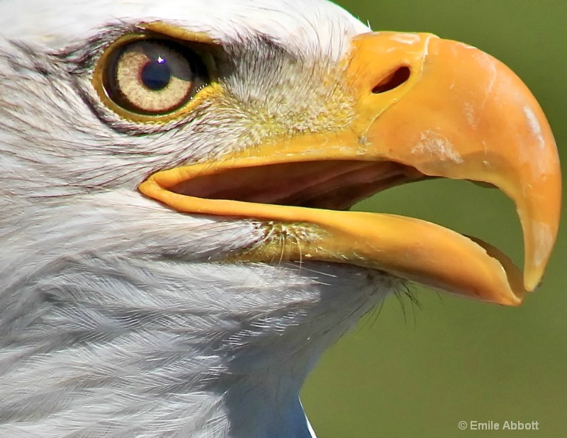 Great Canadian Bald Eagle - ID: 13648252 © Emile Abbott