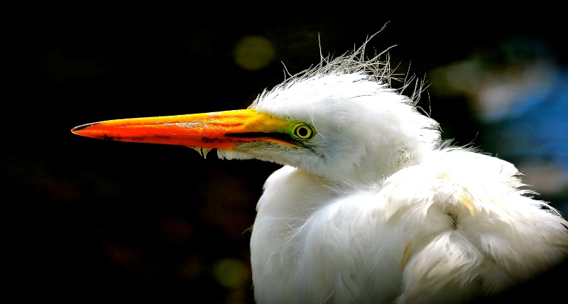 Great Egret