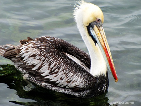 puruvian pelican resized