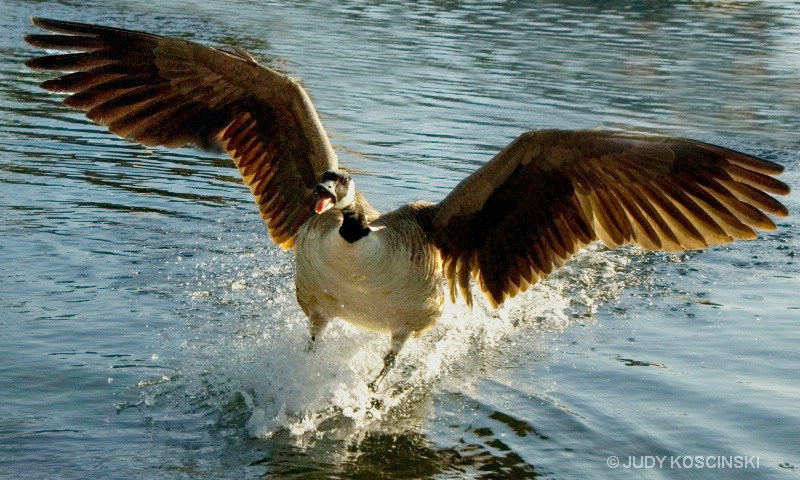 angry canadian goose