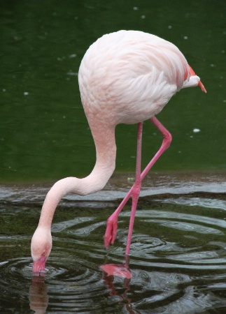 Flamingo business IV