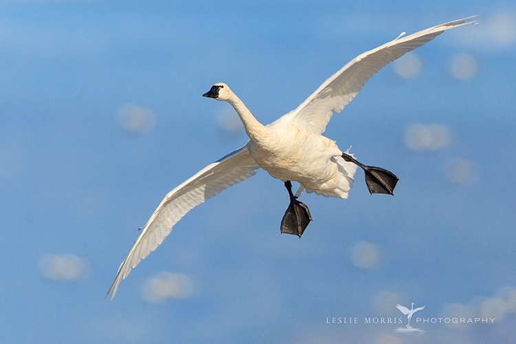 Tundra Swan Landing - ID: 13650012 © Leslie J. Morris