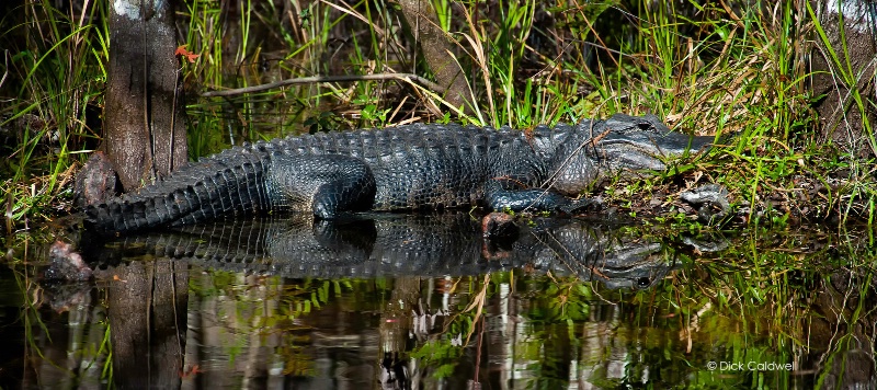 Everglades alligator, Everglades, FL - ID: 13650013 © Gloria Matyszyk