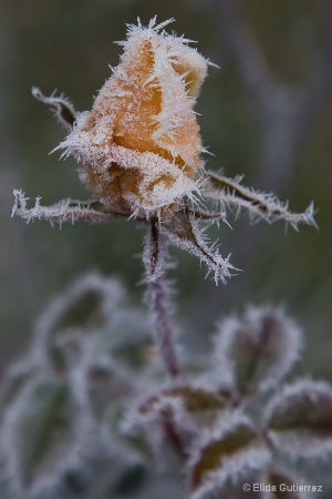 frozen beauty