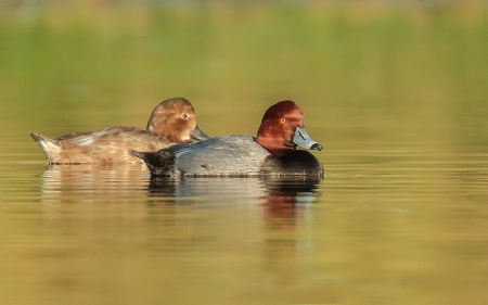 Redhead Ducks Pair